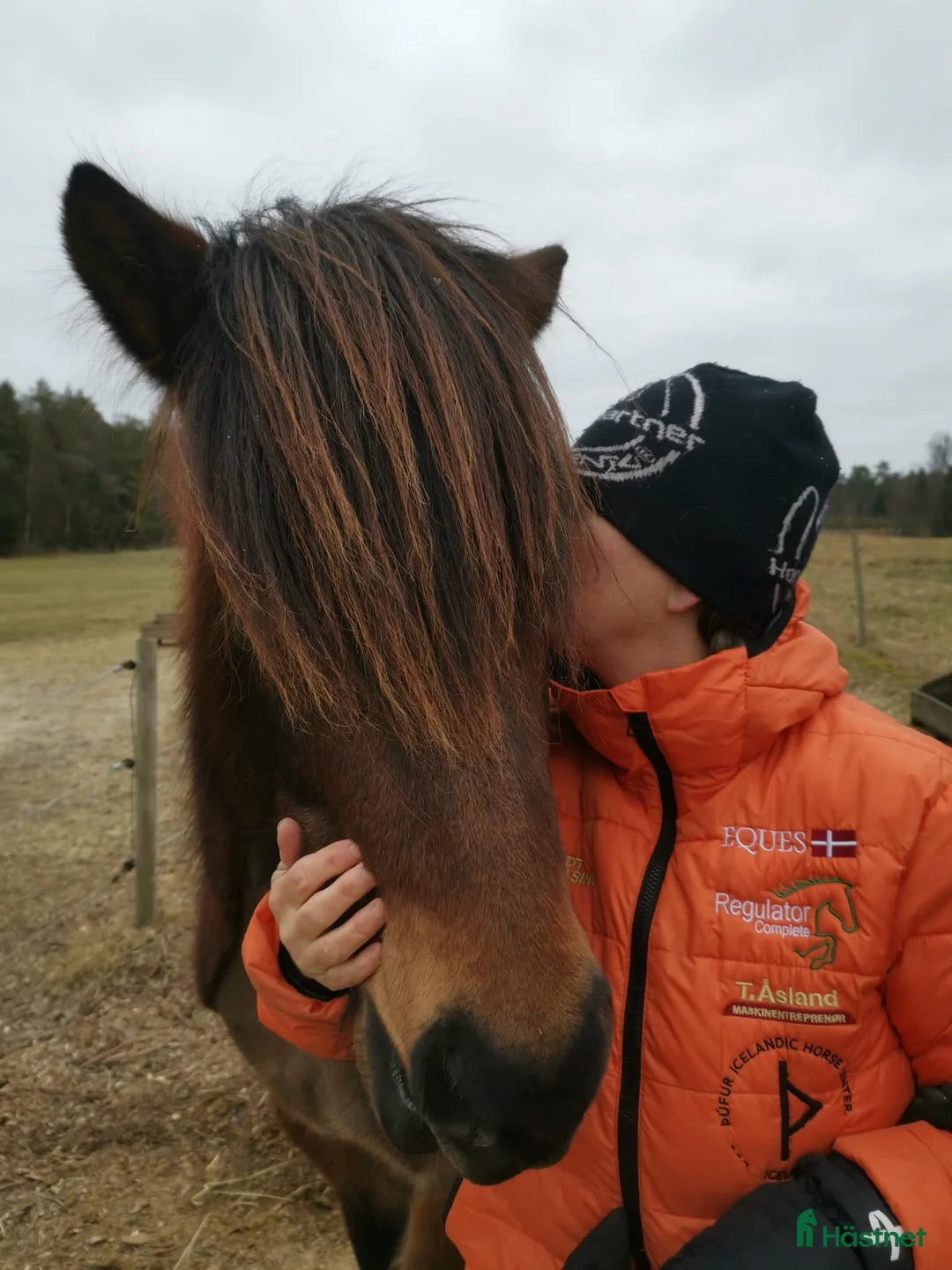 Island hästar till salu: 🌟Ung lovande supertalang!! - Annons 6