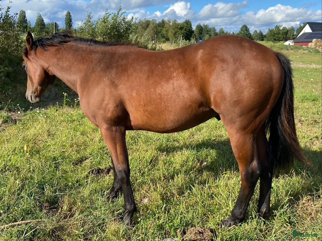 Western hästar till salu: DC Boom Be Great i Sävsjö - Annons 2