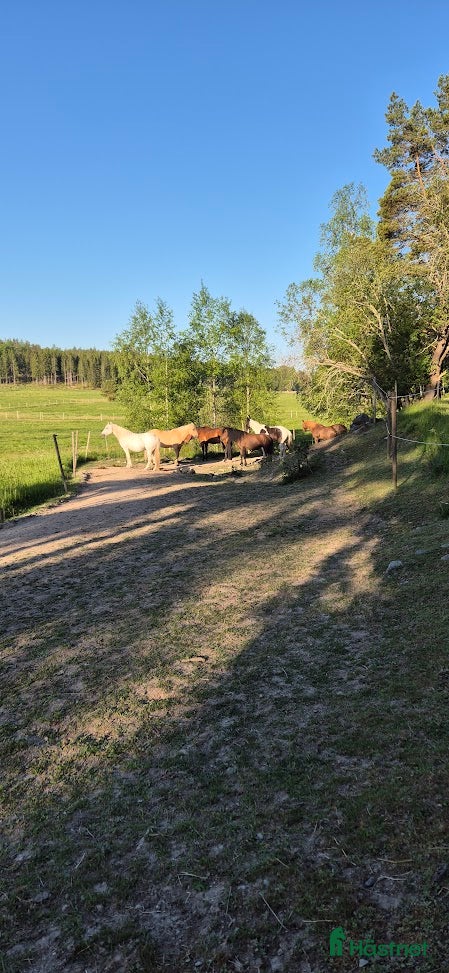  stallplats finnes: Lösdrift i Tullinge - Annons 4