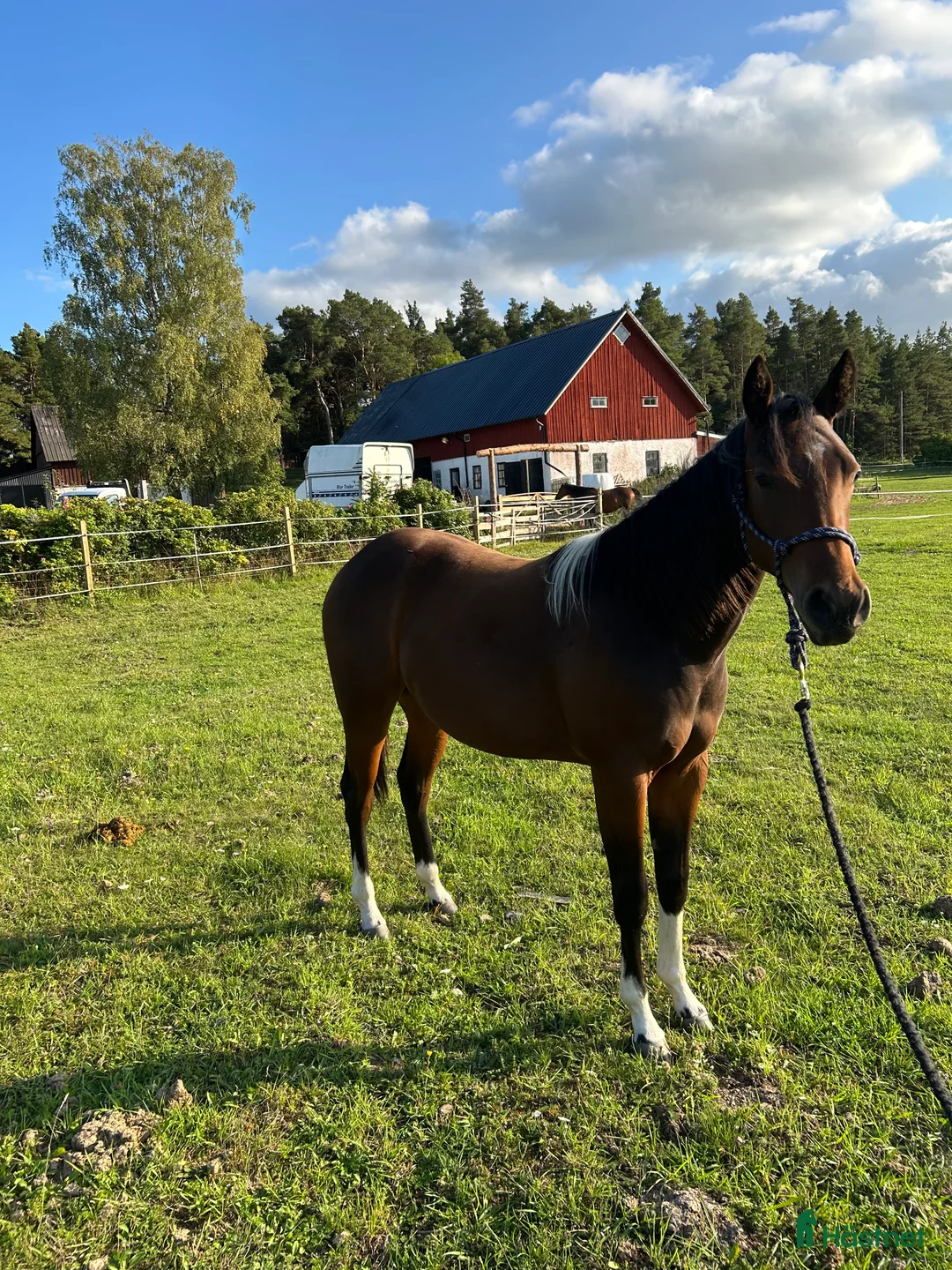 Western hästar till salu: Fin paint ❤️ i Romakloster - Annons 3