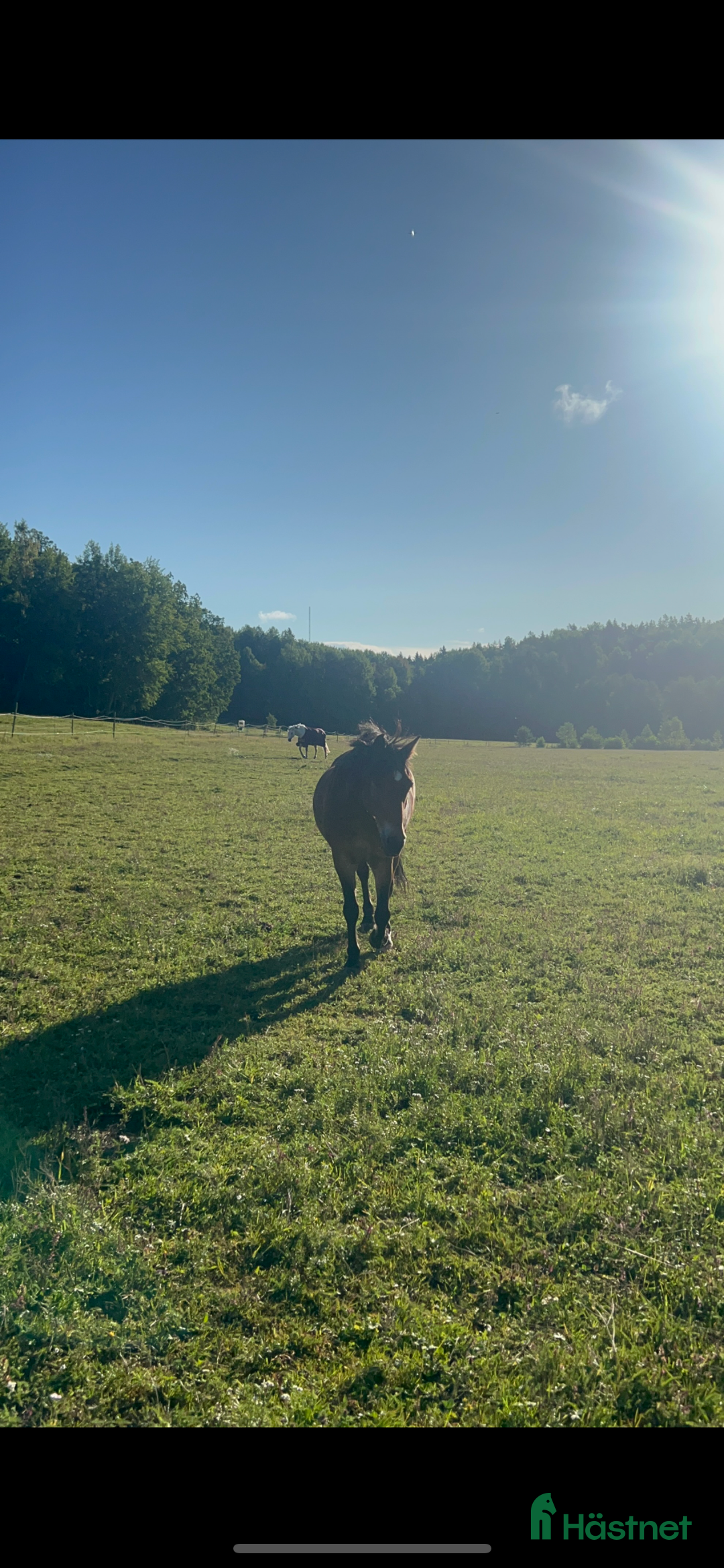  medryttarhäst finnes: Hästskötare till halt häst sökes - Annons 1