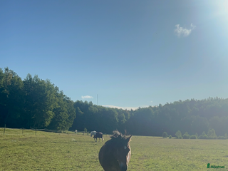 medryttarhäst finnes: Hästskötare till halt häst sökes i Huddinge - Annons 23