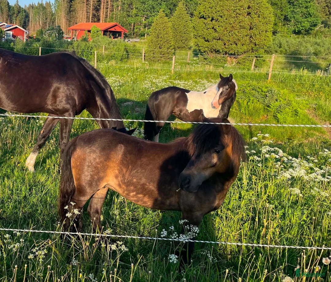 Körning hästar till salu: Jättetrevligt litet sto. - Annons 3