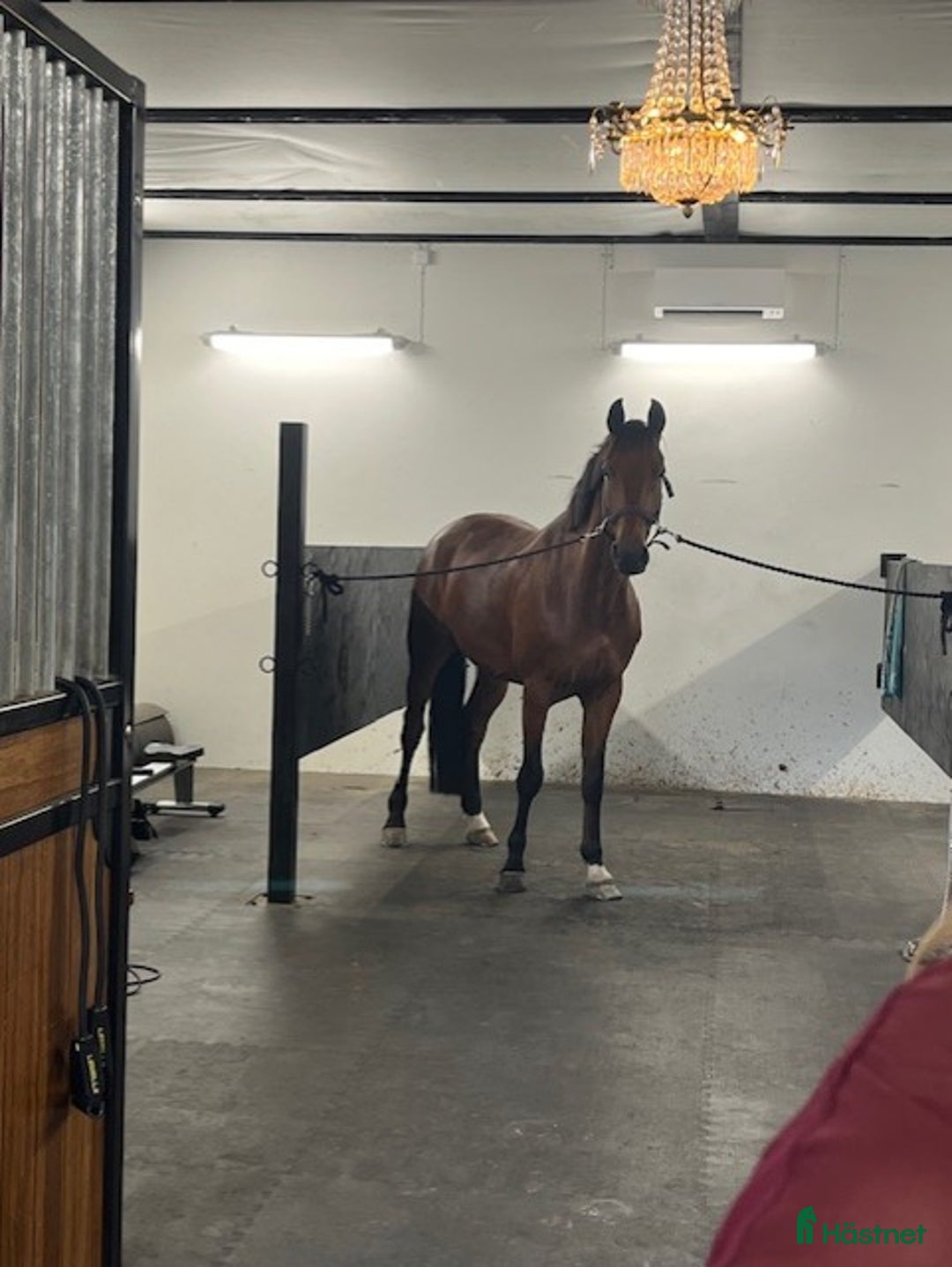 Hoppning hästar till salu: Lovande 6 åring e. Casallco i Hörby - Annons 2