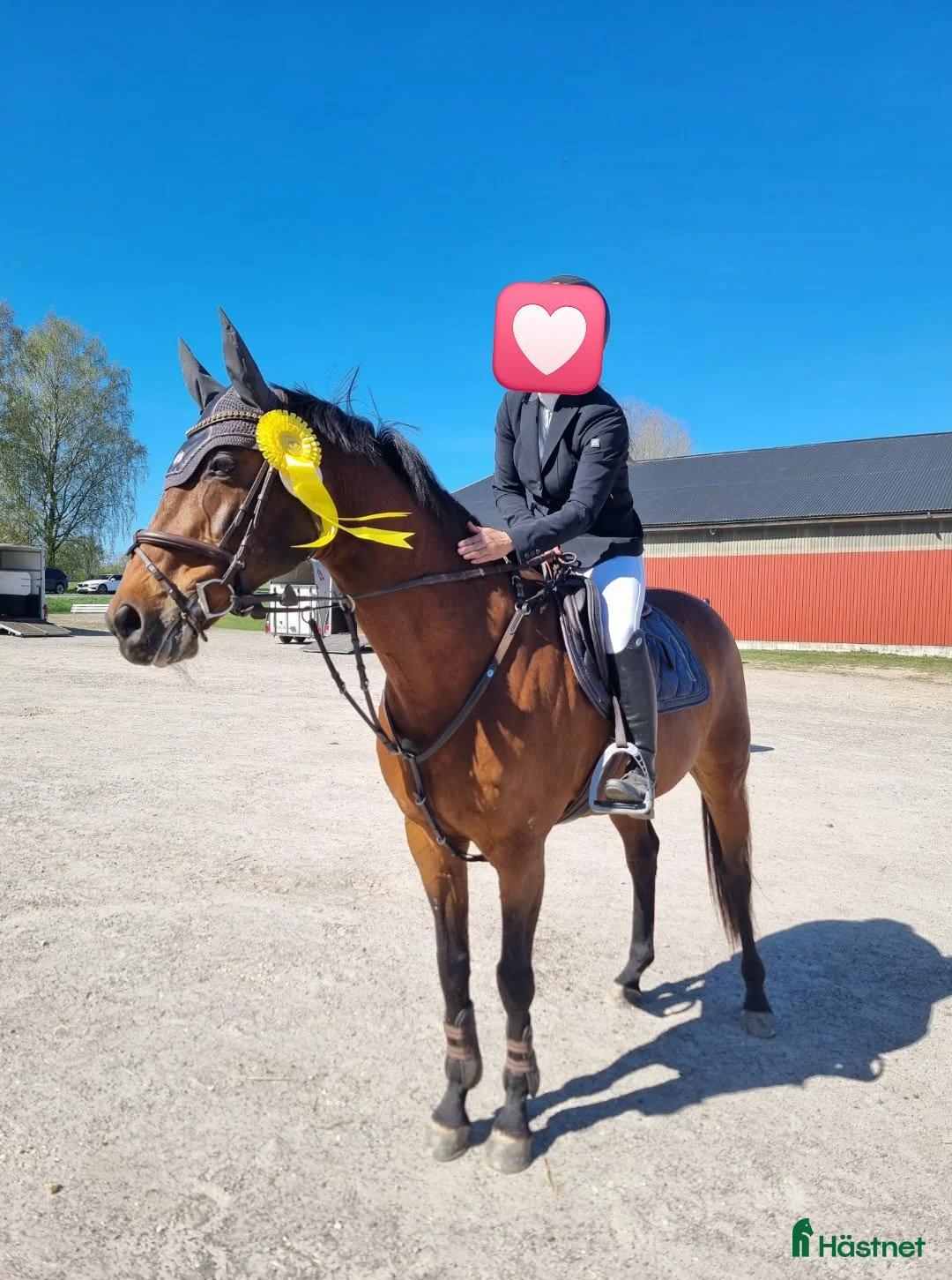 Hoppning hästar till salu: Lyxig hobbyhäst - Annons 1