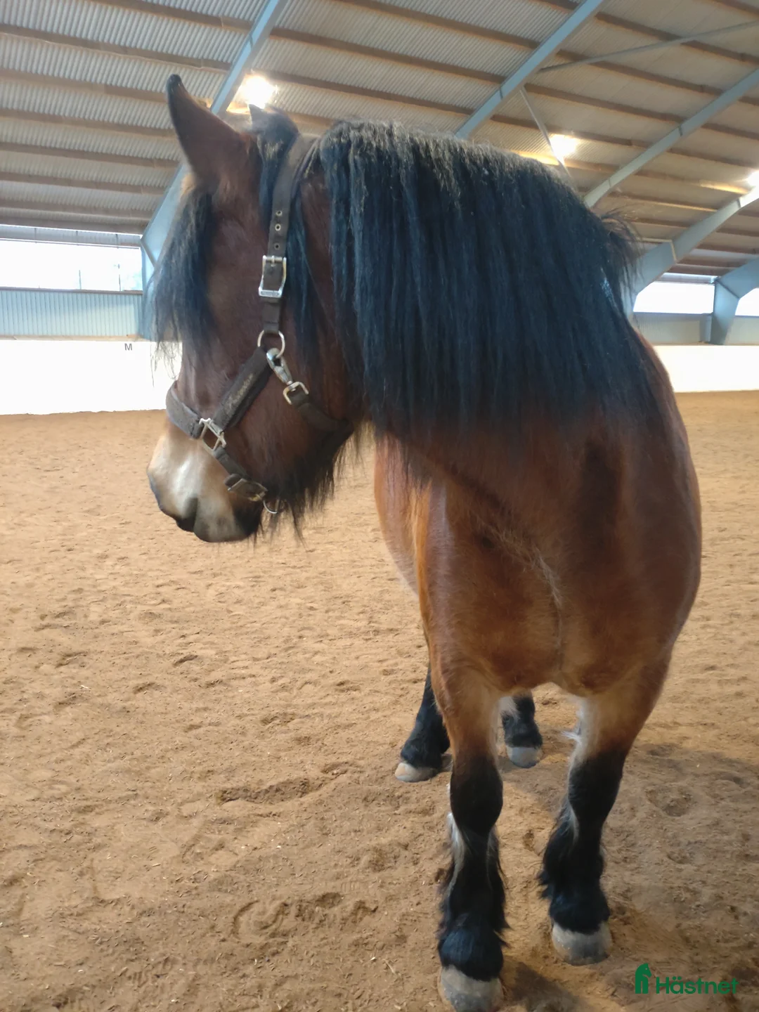 Allround hästar till salu: Fantastiskt allroundhäst  i Töreboda - Annons 8