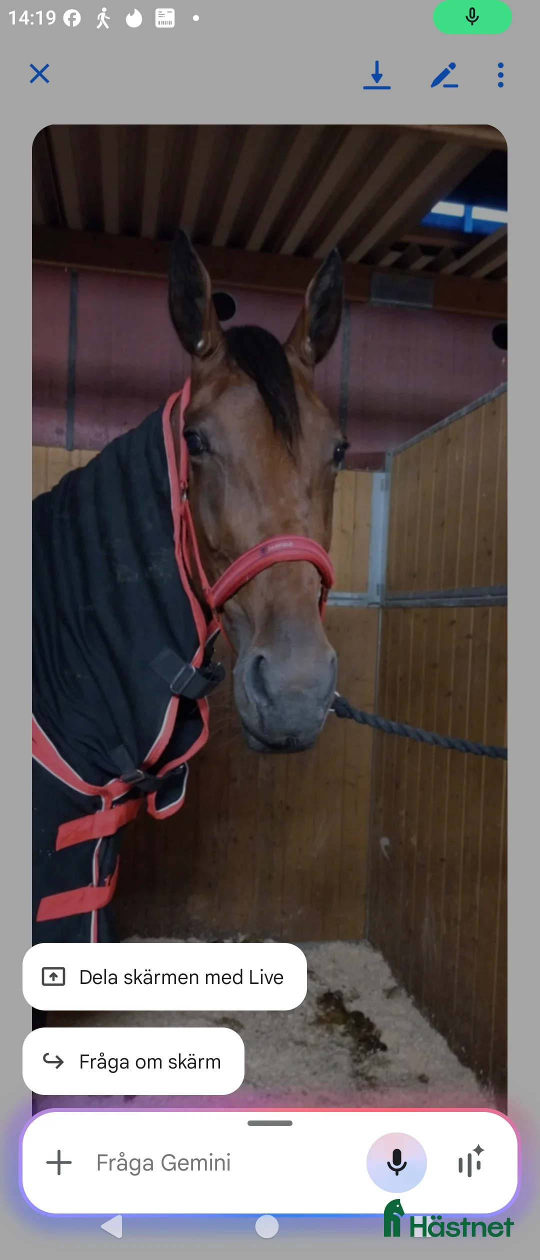 Allround hästar till salu: Sto till valfri disciplin  i Lövstabruk - Annons 6