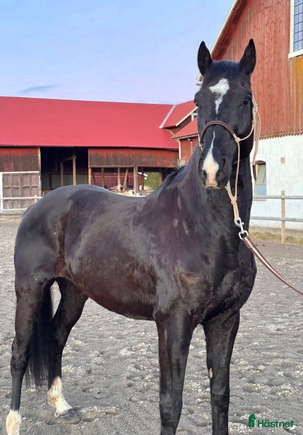  hästar Super vacker SWB Valack - Forma Själv!  - Annons 1