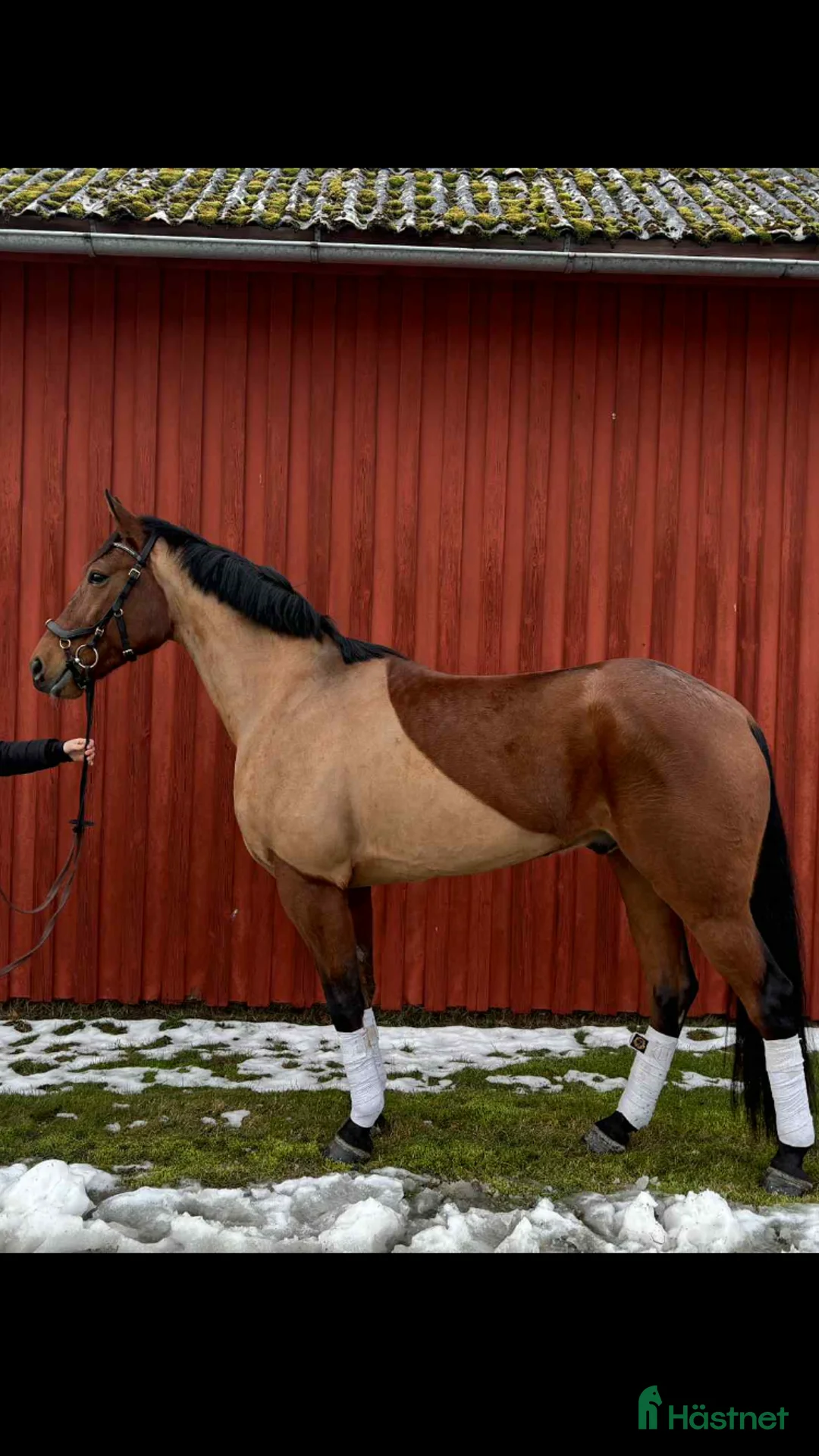 Allround hästar till salu: En riktig bästa vän  i Skara - Annons 4