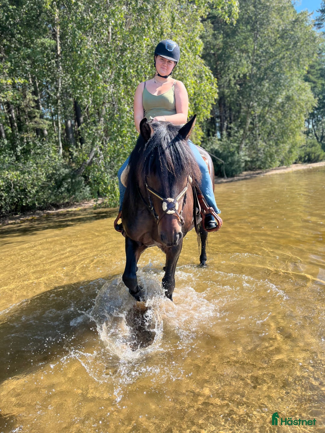 Allround hästar till salu: Kallblodstravare  i Jämjö - Annons 3