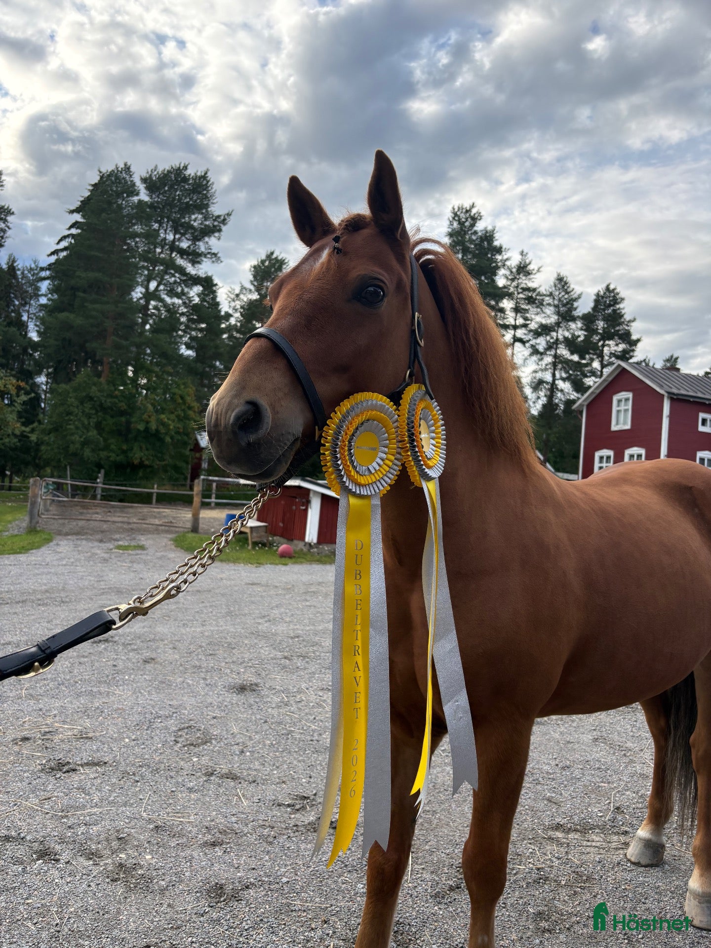  hästar till salu: Tävlingsponny - Annons 2