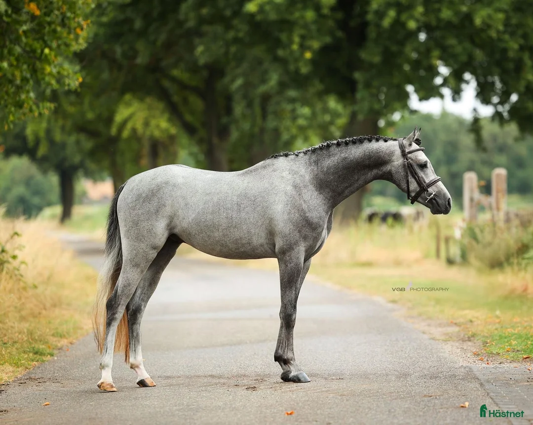 Hoppning hästar till salu: 🌟 Bedårande C-ponnyvalack 🌟 i Borås - Annons 1