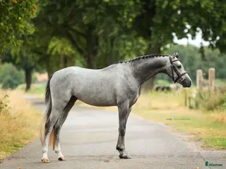 hästar 🌟 Bedårande C-ponnyvalack 🌟 i Borås - Annons 8