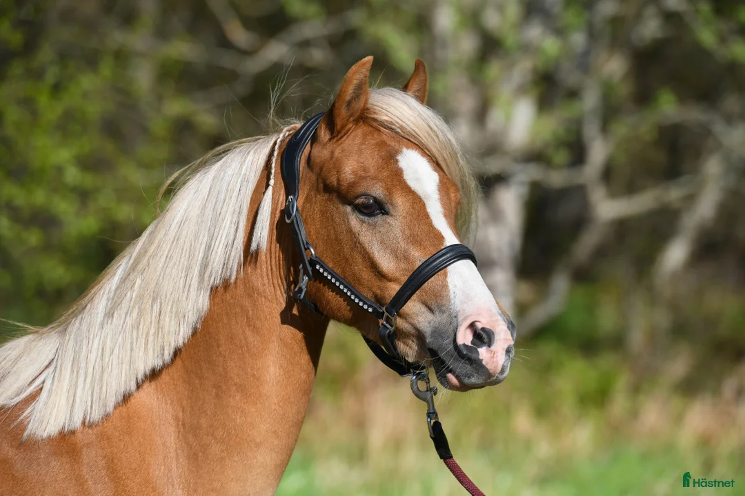 Allround hästar till salu: Lovande ponny för hoppning/dressyr!  - Annons 3