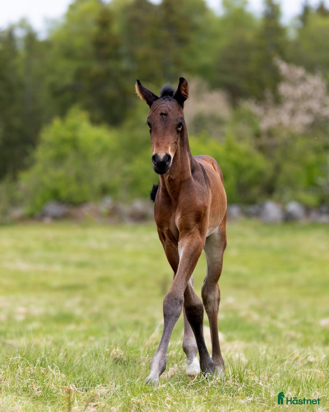 Hoppning hästar till salu: Fantastic Colt for Sale – by Hardrock Z x Indoctro i Ullared - Annons 3