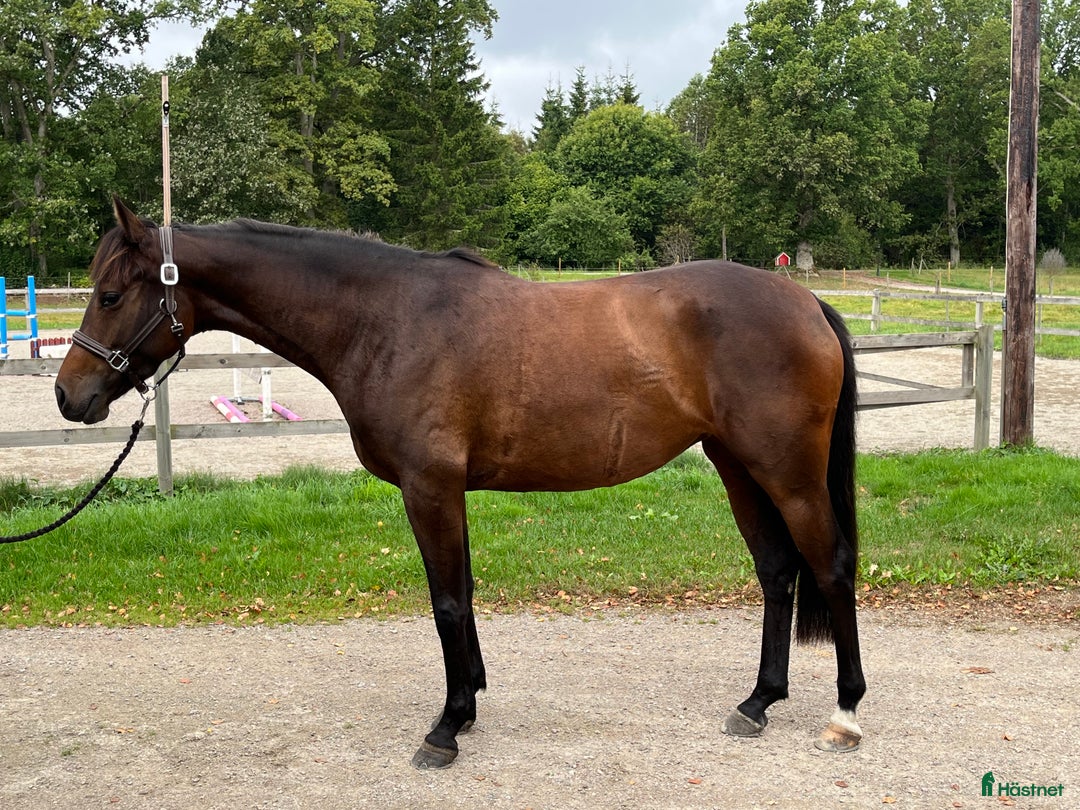 Hoppning hästar till salu: Supersöt breedersfinalist i Ingelstad - Annons 1