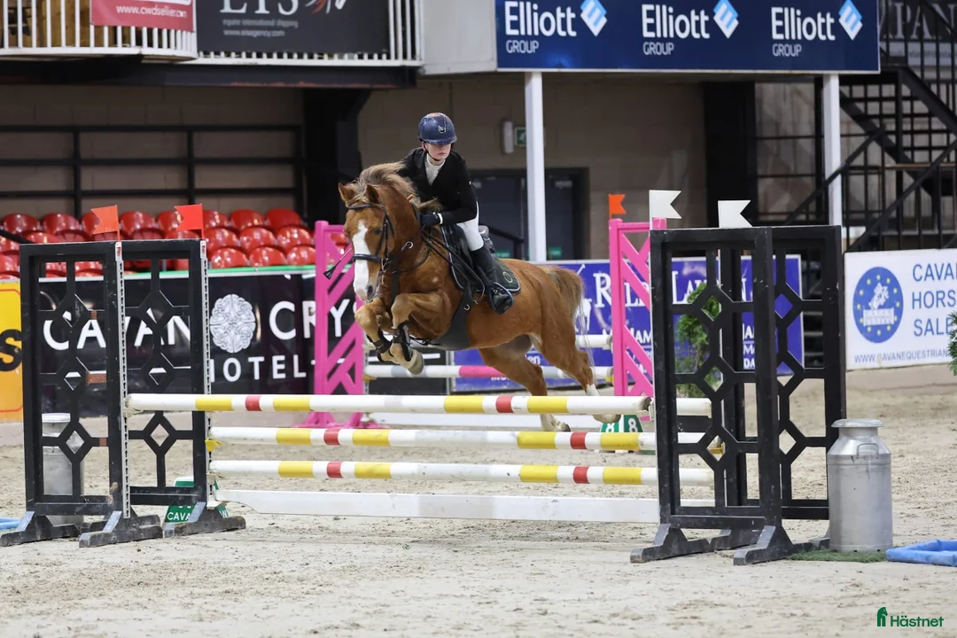 Hoppning hästar till salu: En ponny med mycket hopp och fina gångarter  - Annons 1