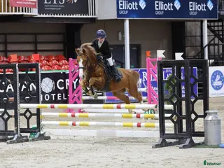 hästar En ponny med mycket hopp och fina gångarter - Annons 4