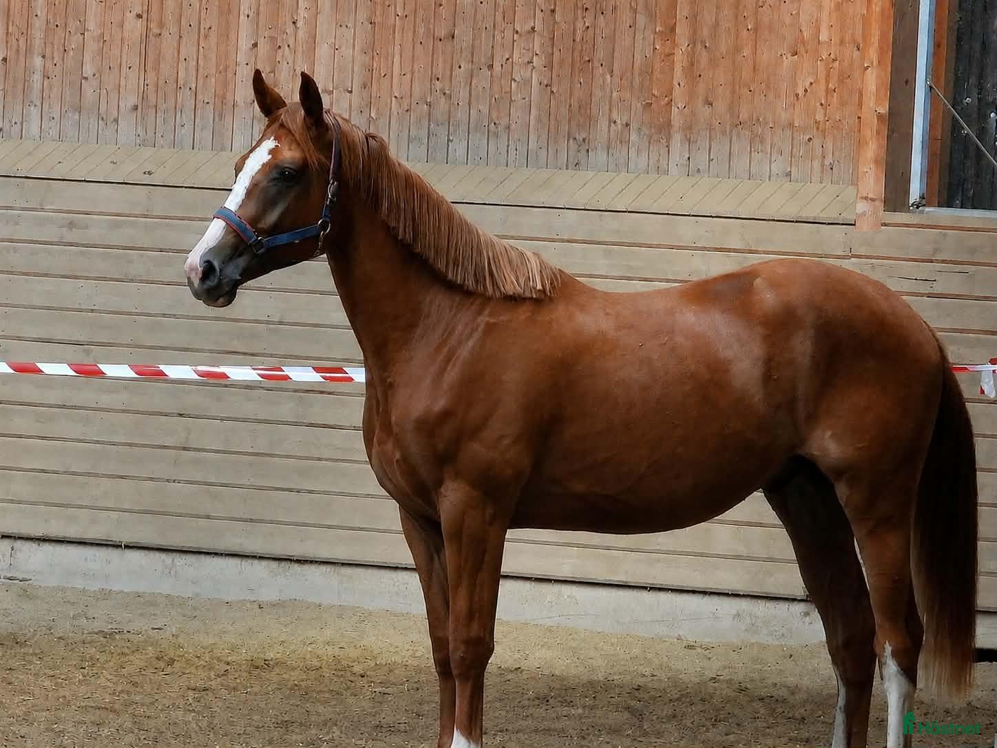  hästar Snygg kille för framtiden!  - Annons 1
