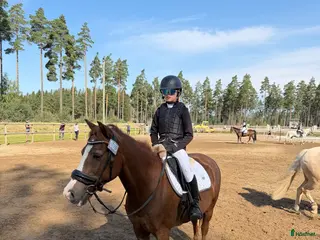 hästar Första ponny och bästa läromästare - Annons 1