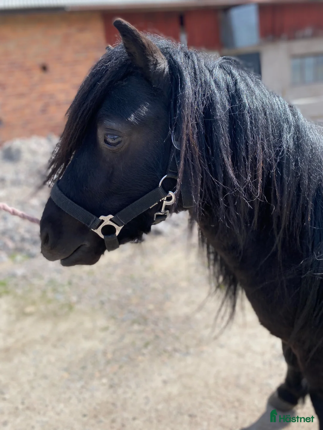 Allround hästar till salu: Inkörd shetlandsvalack - Annons 2