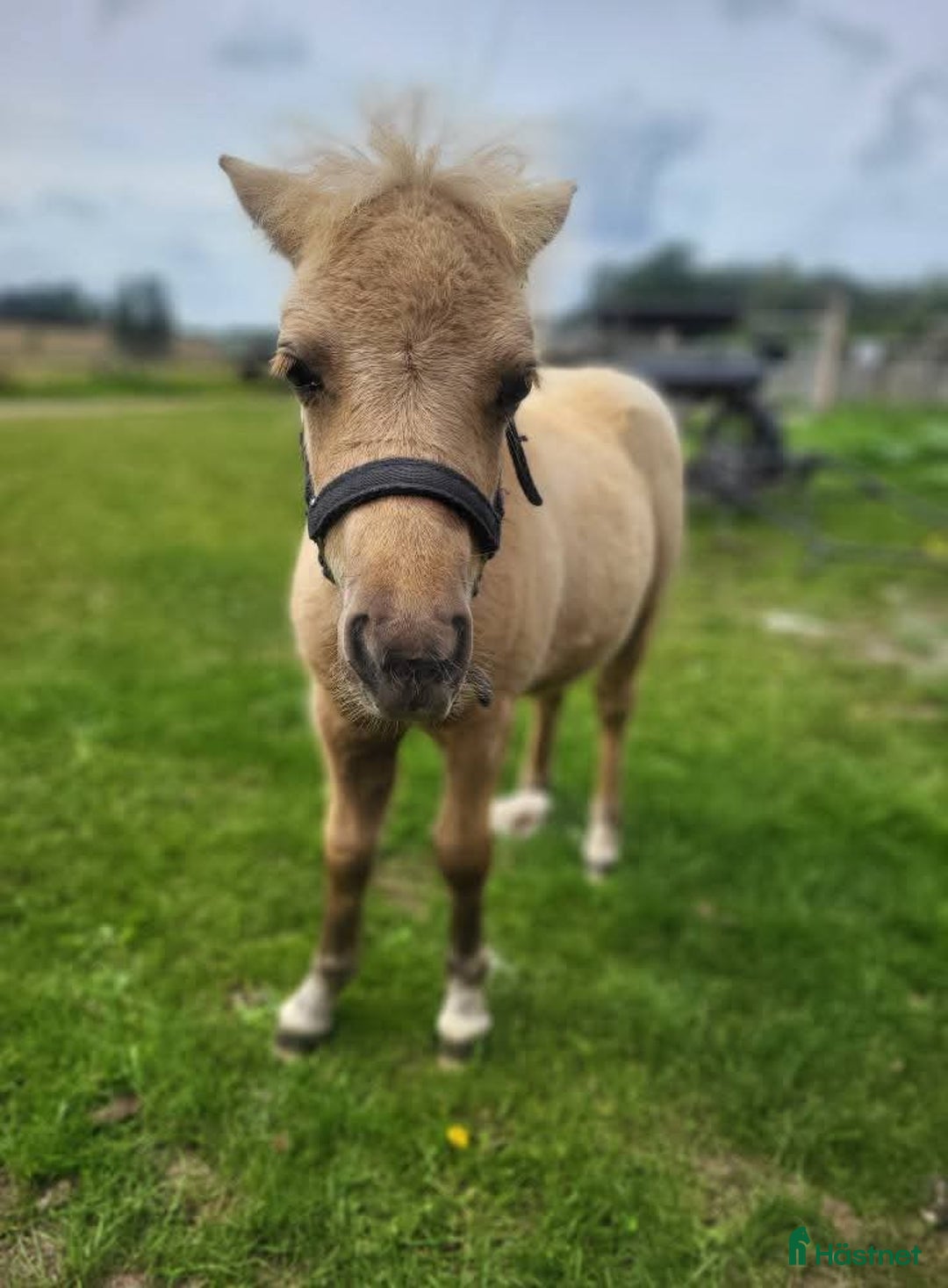 Allround hästar till salu: Mini shetland/shetland  i Brösarp - Annons 3