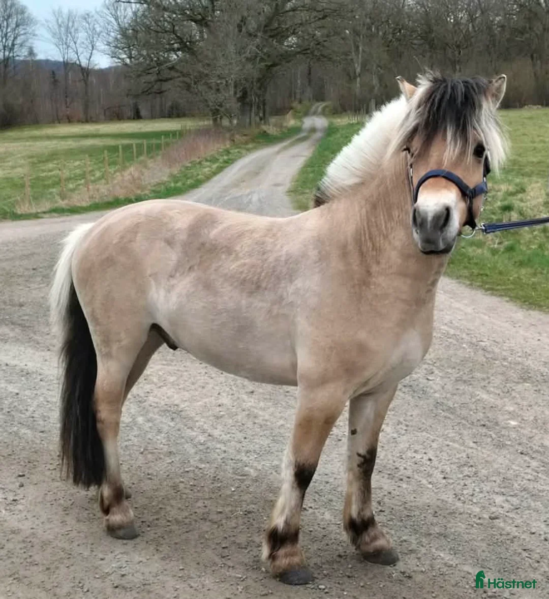 Allround hästar till salu: Trevlig valack  - Annons 2