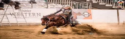 Western hästar till salu: Dräktigt Quarter sto - Annons 8