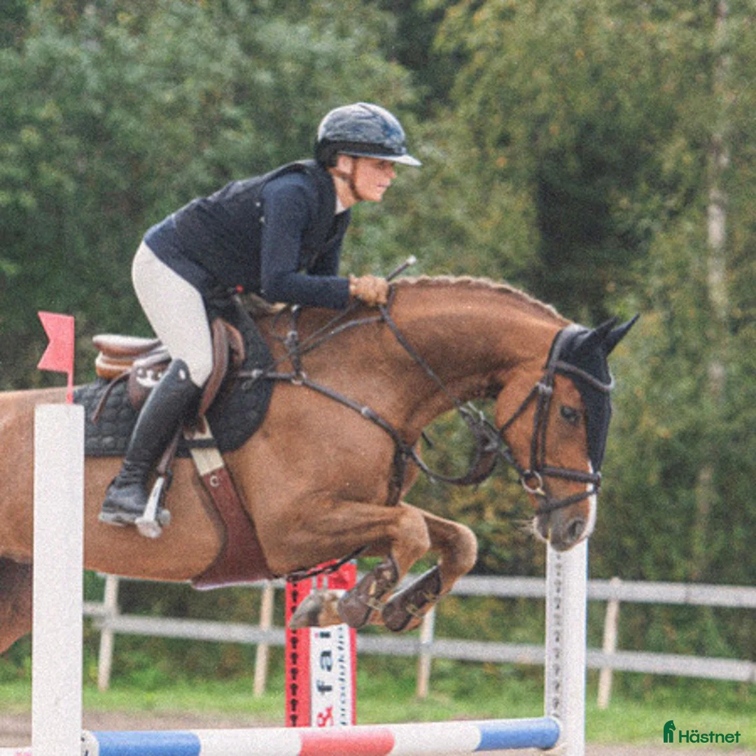 Hoppning hästar till salu: 8-årigt sto med god kapacitet  - Annons 1