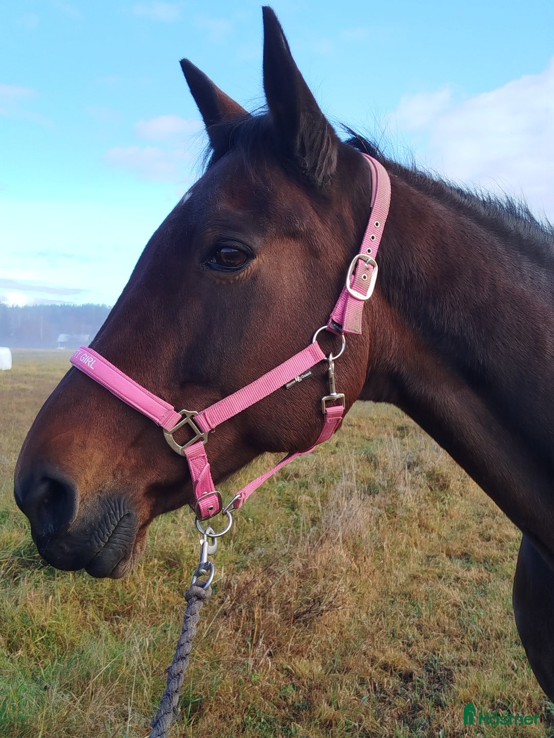 Allround hästar till salu: Sto till sällskap  i Ekshärad - Annons 1