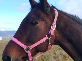 hästar Sto till sällskap i Ekshärad - Annons 19