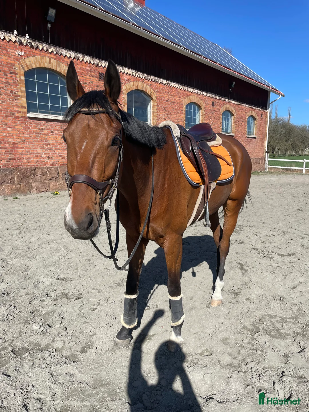 Allround hästar till salu: Projekt häst  - Annons 3