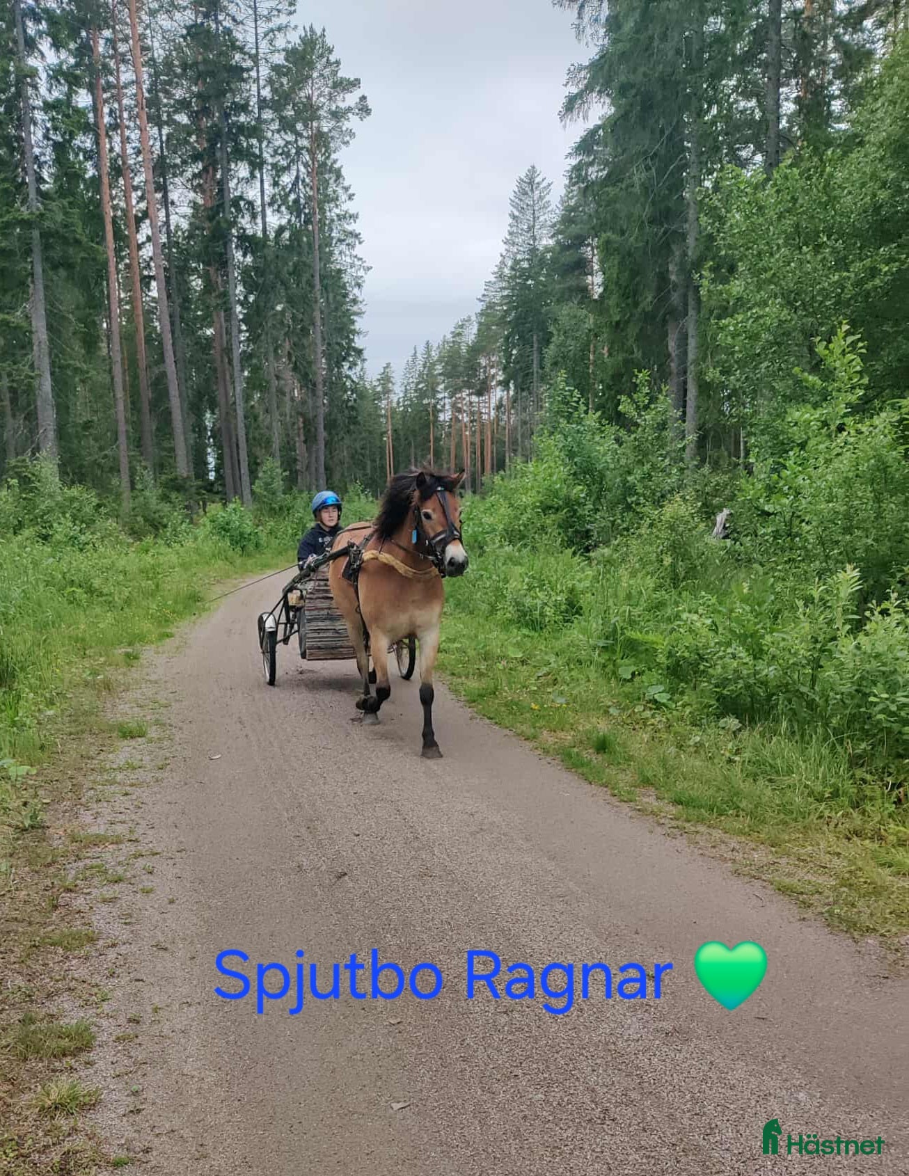  hästar Spjutbo Ragnar  i Lövstabruk - Annons 12