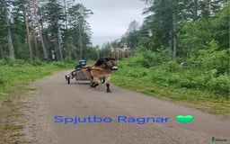 Trav hästar till salu: Spjutbo Ragnar  i Lövstabruk - Bild 1