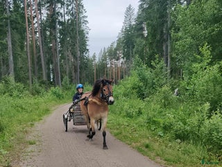 hästar Spjutbo Ragnar i Lövstabruk - Annons 10