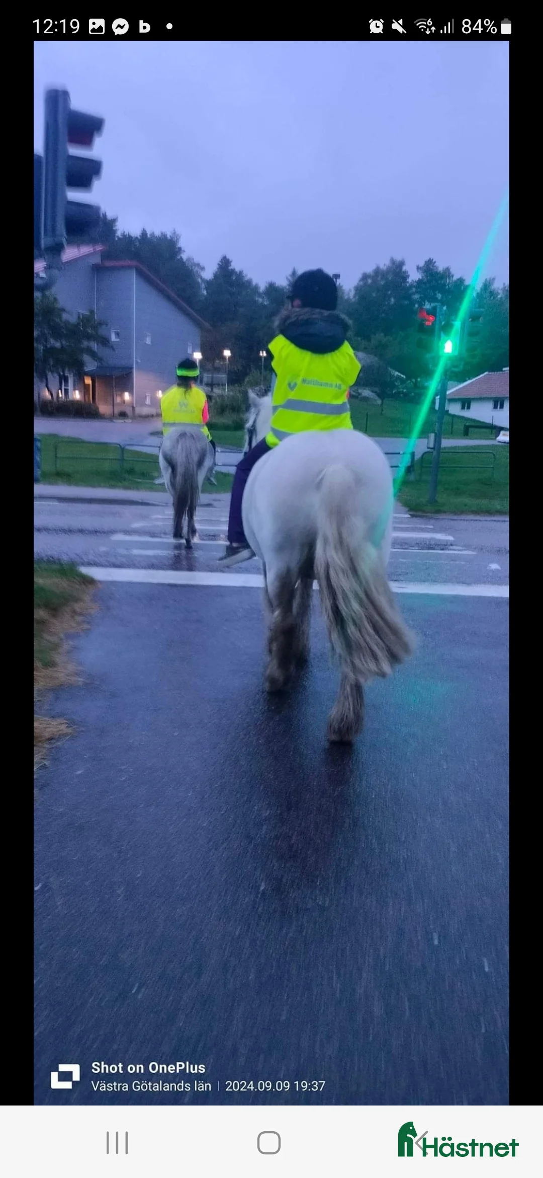 Övrigt hästar till salu: Supertrygg b ponny, även är lämplig för verksamhet i Säve - Annons 8