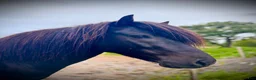 Island hästar till salu: Pampig lovande hingst! - Annons 3