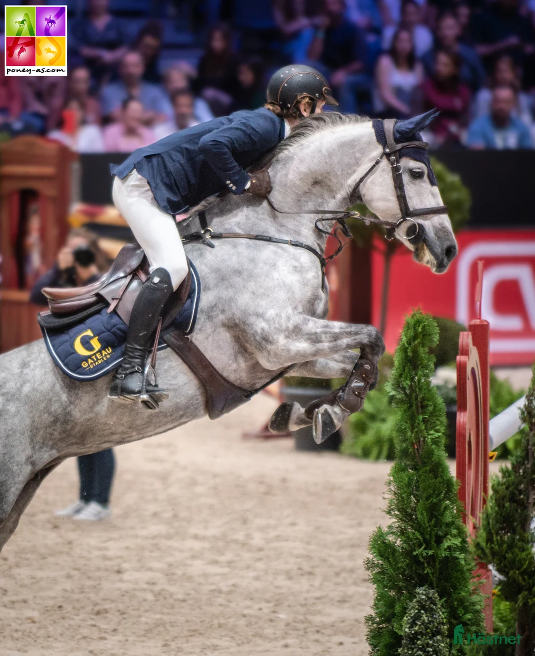 Hoppning hästar till salu: 148 Big Tracks ponies at Gateau Stables France - Annons 13