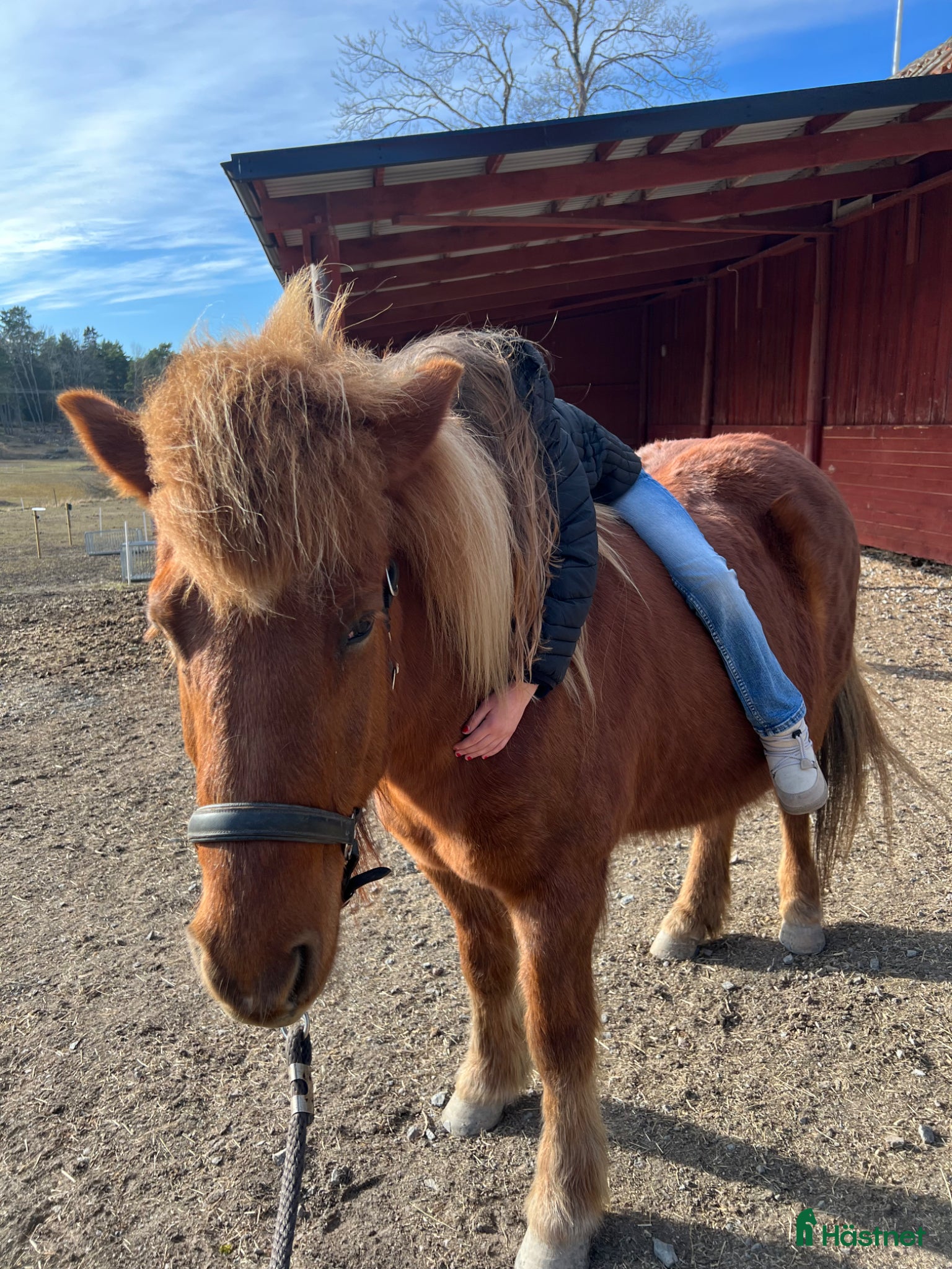  hästar Intressekoll Lava från Lindgården - Annons 2