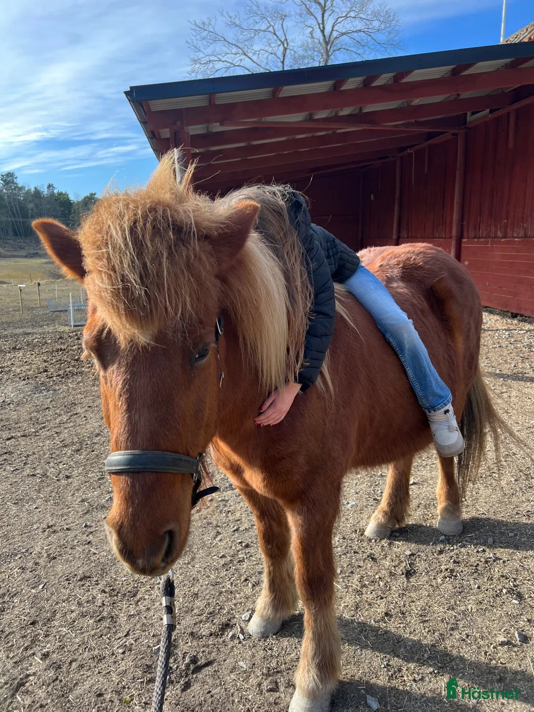 Island hästar till salu: Intressekoll Lava från Lindgården i Uppsala - Annons 2
