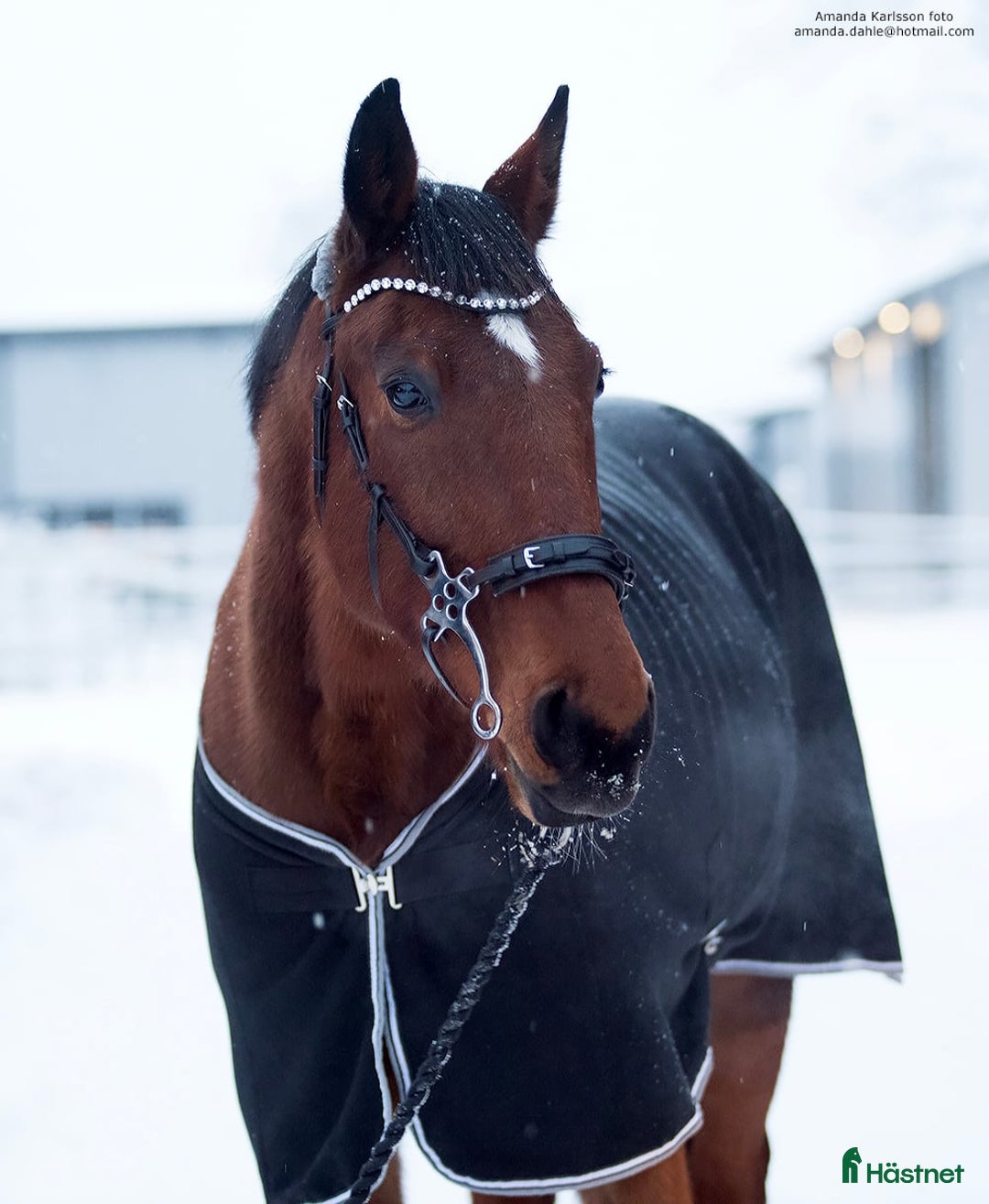 Allround hästar till salu: ✨️Kalle✨️ i Frändefors - Annons 4