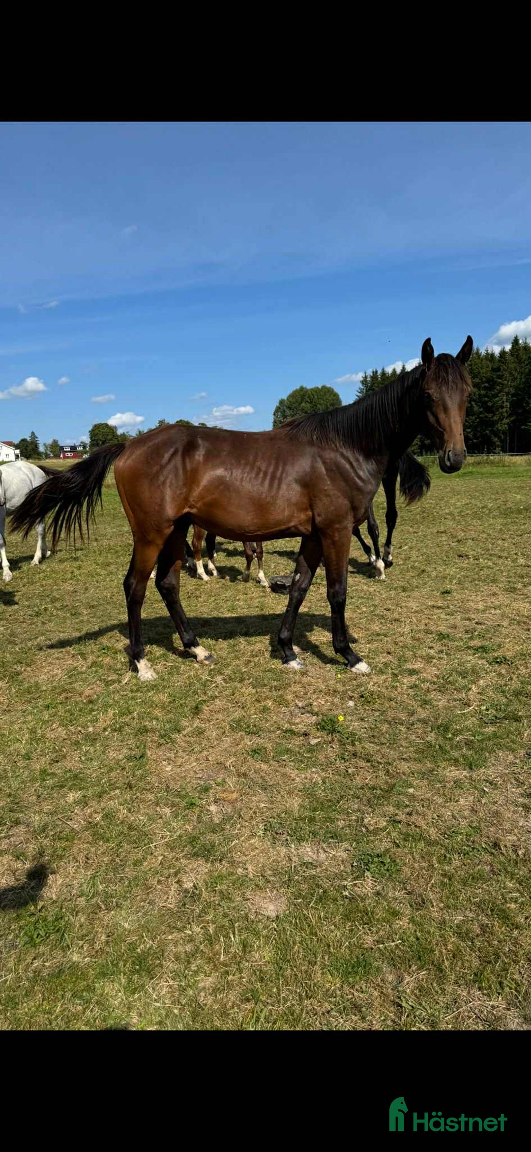 Hoppning hästar till salu: Don't Touch Tiji Hero! i Östra Ämtervik - Annons 12