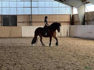 hästar Trevlig valack - Annons 6