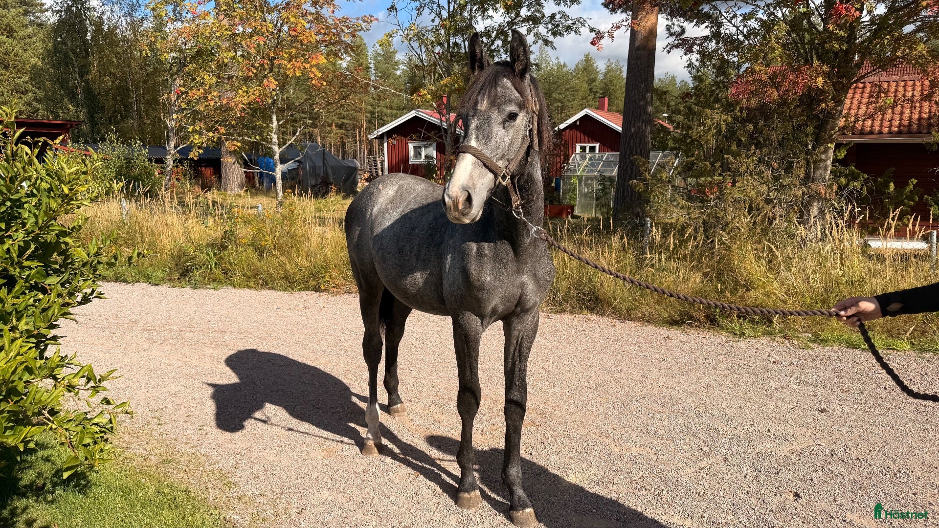  hästar Trevlig 1 åring - Annons 1