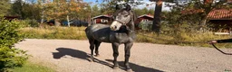 Hoppning hästar till salu: Trevlig 1 åring - Annons 1