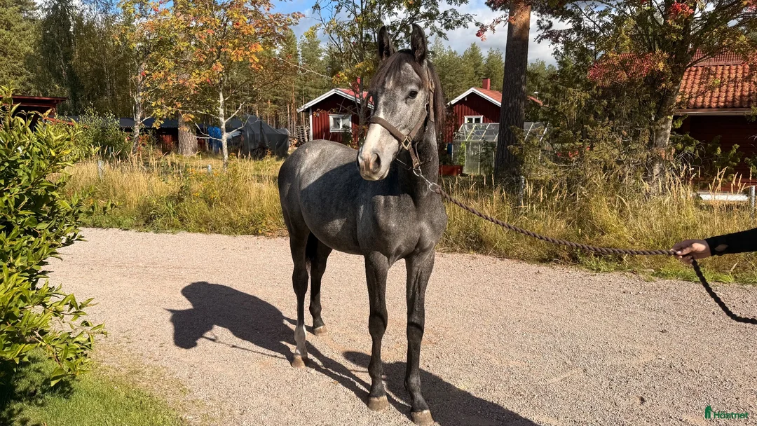 Hoppning hästar till salu: Trevlig 1 åring - Annons 1