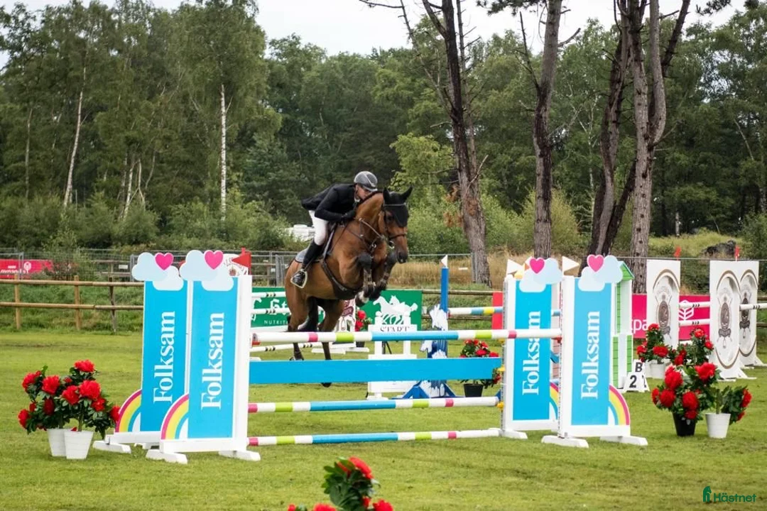 Hoppning hästar till salu: 9-årigt sto e. Heartbeat - Annons 1