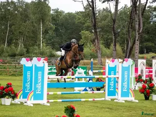 hästar 9-årigt sto e. Heartbeat - Annons 13