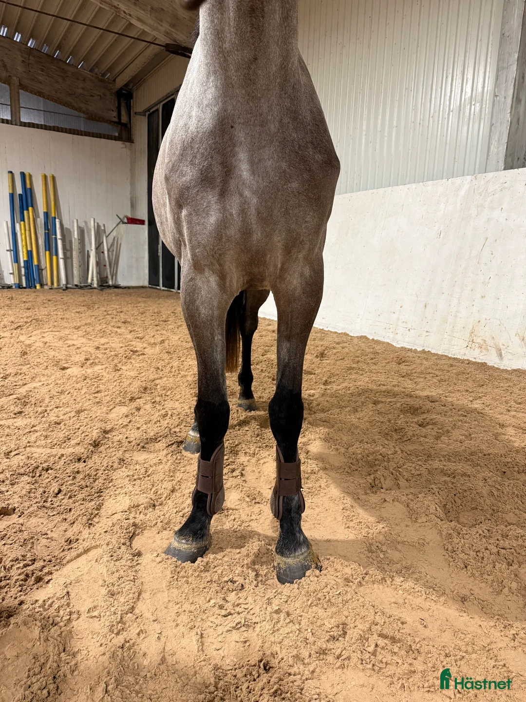 Hoppning hästar till salu: Snyggt sto för sport eller avel  i Karlstad - Annons 4