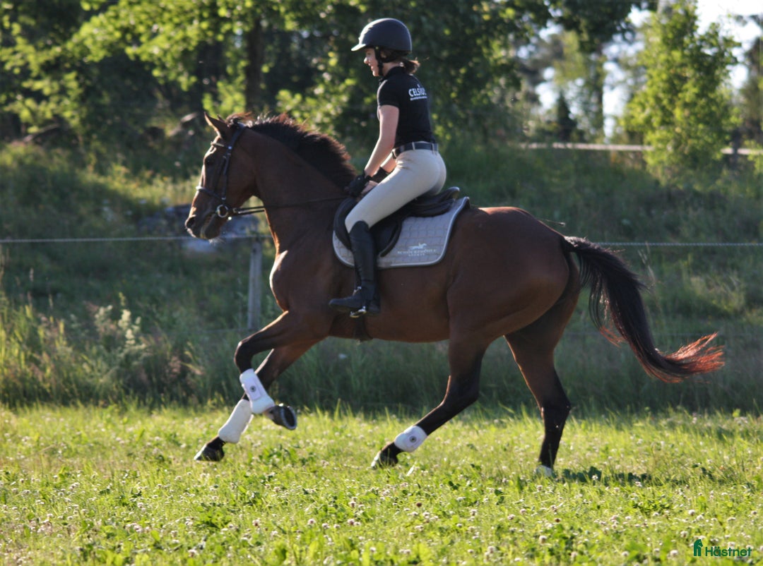 Allround hästar till salu: Intressekoll: Pigg och rolig hobbyhäst i Norrtälje - Annons 1